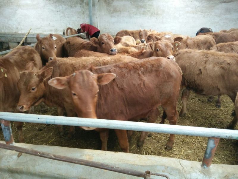 黄牛200~300kg