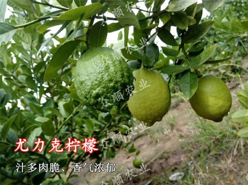 安岳柠檬苗50~80cm