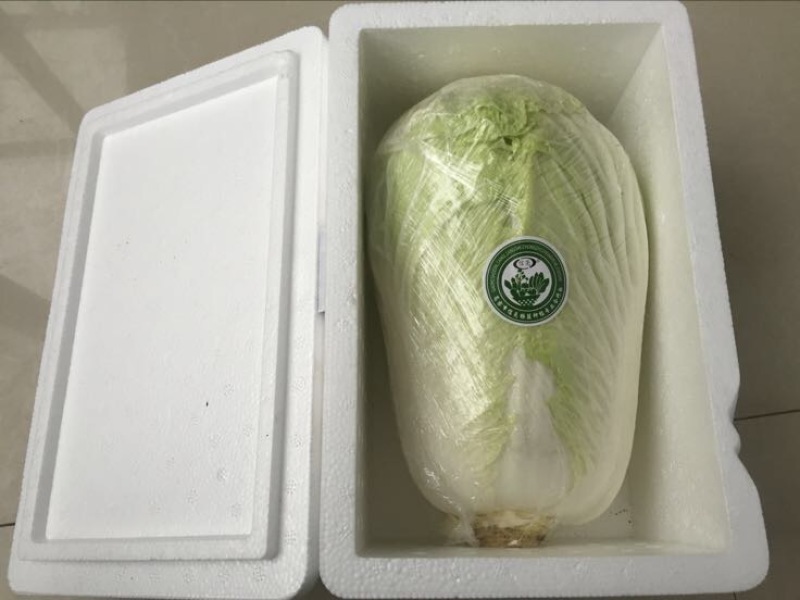 大白菜