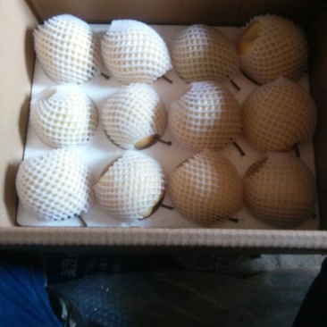 贡梨450~500g纸袋