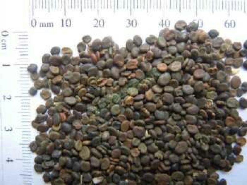 【推荐】安徽亳州黄芪种子85%以上种植基地一手价格稳定