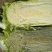 北京新三号白菜4~6斤