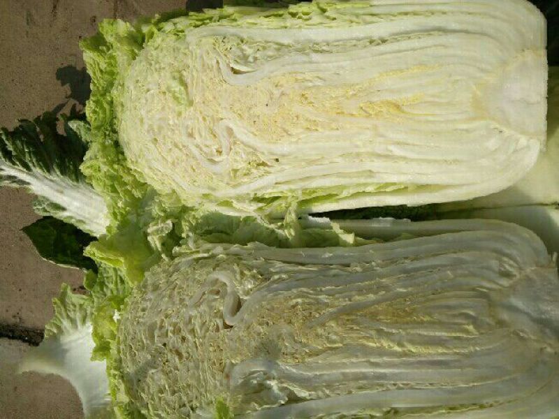 北京新三号白菜4~6斤