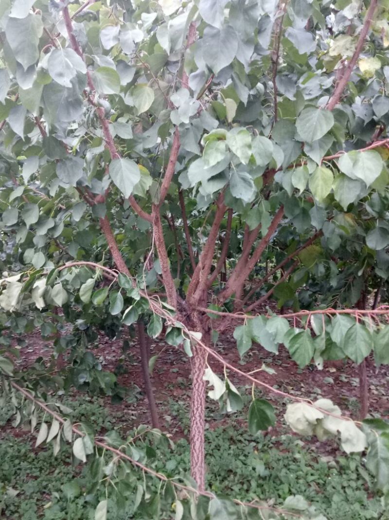 巨蜜王杏树苗：荷兰香蜜杏树苗，珍珠油杏树苗，芒果油杏树苗