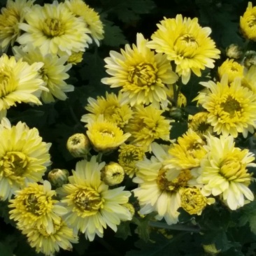 杭州白菊散装