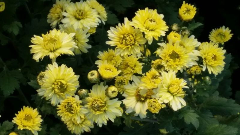 杭州白菊散装