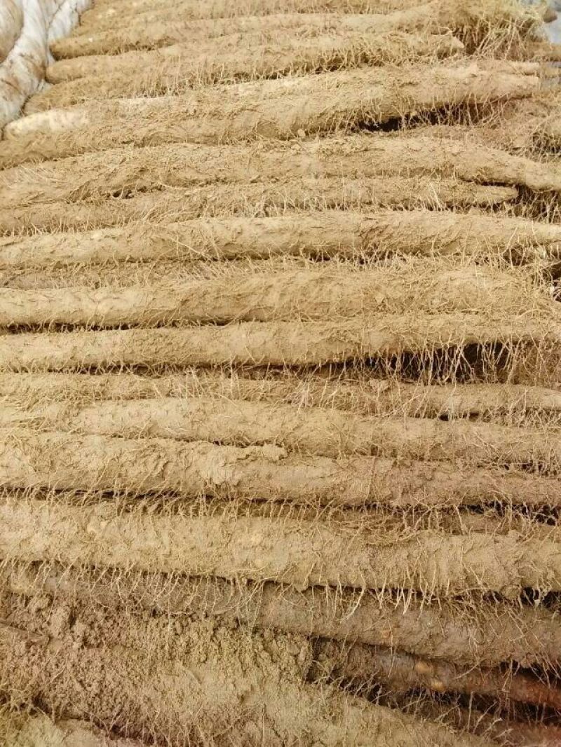 麻山药3~4厘米