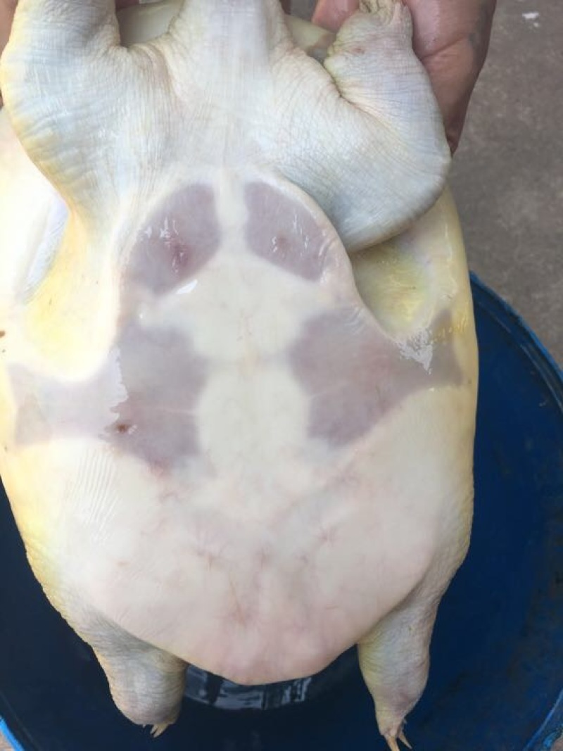 黄沙鳖