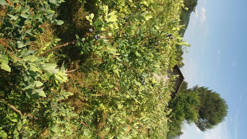 兔眼蓝莓鲜果12~14mm以上