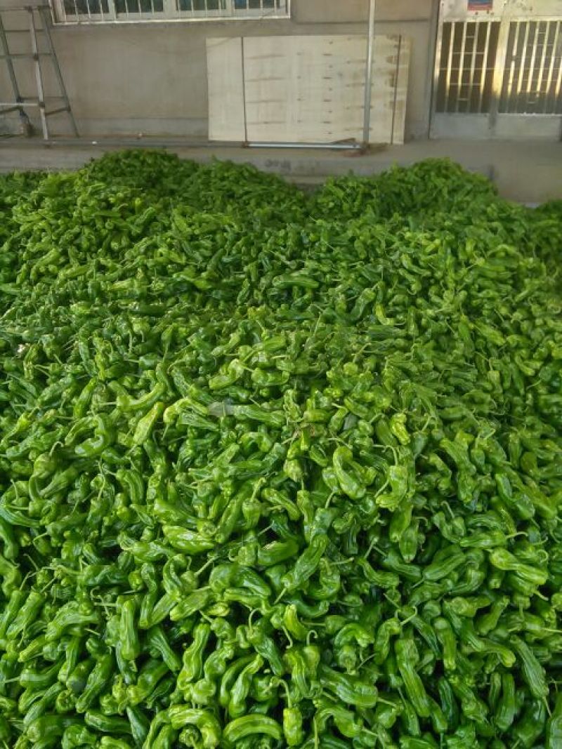 费县薄皮辣椒，301泡椒线椒龙椒大量上市