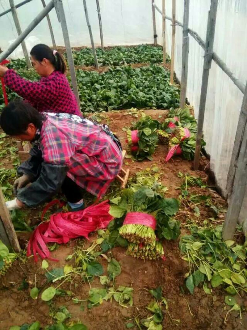 越冬菠菜