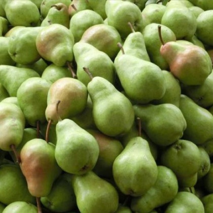 陕西咸阳市礼泉县香蕉梨 150~200g 光果批发_