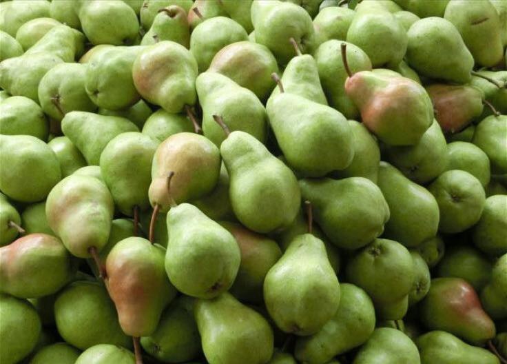 陕西咸阳市礼泉县香蕉梨 150~200g 光果批发_