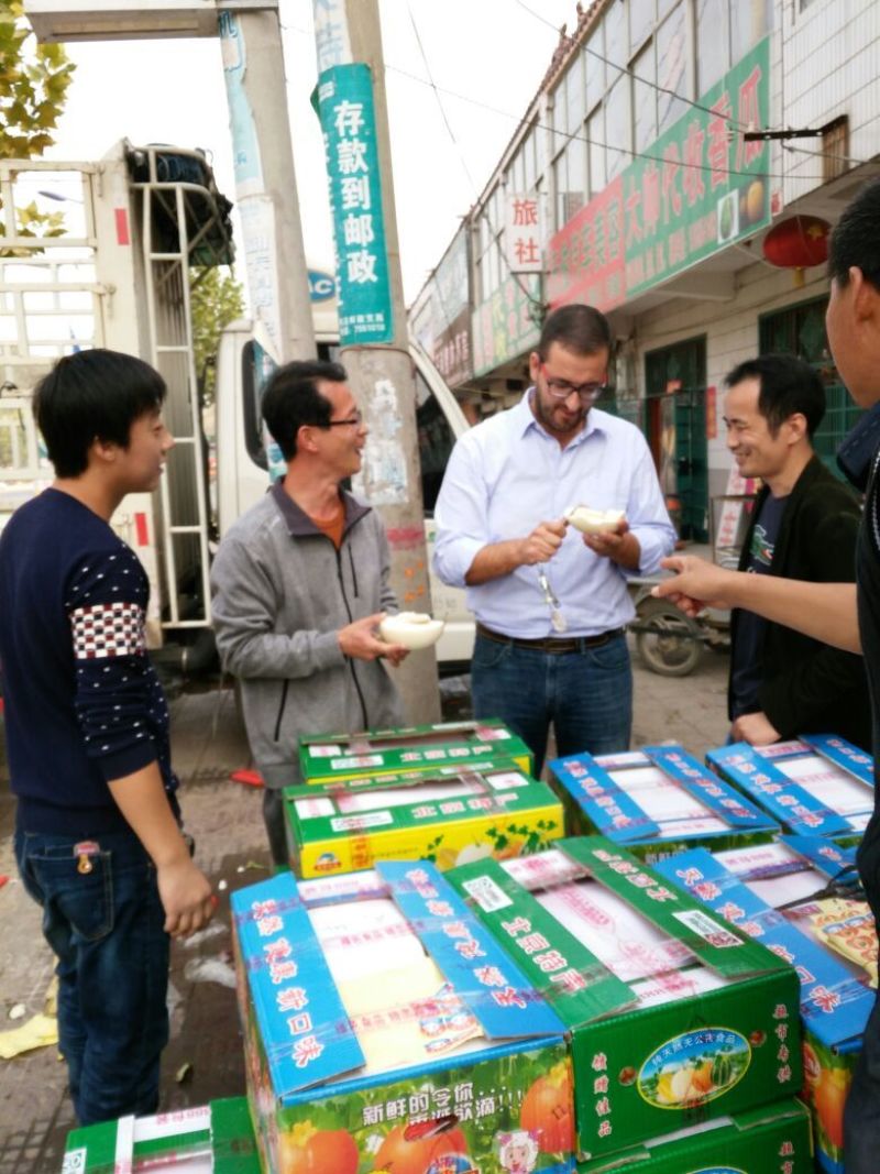 脆梨甜瓜，白金蜜，甜瓜香瓜哈密瓜基地！产地大量供应