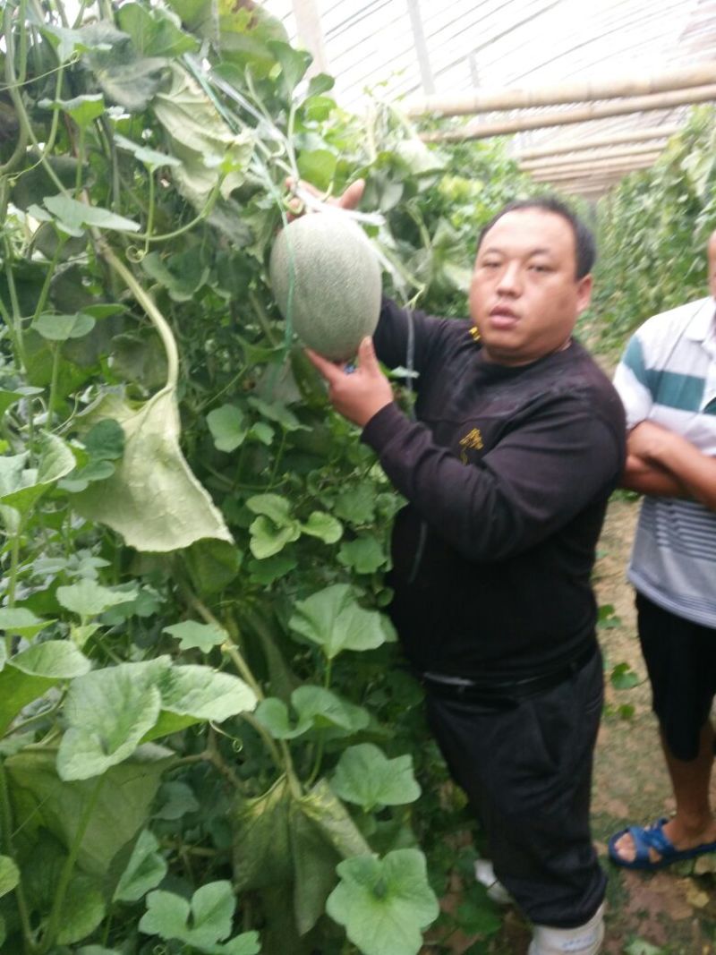 西州蜜瓜3斤以上椭圆形