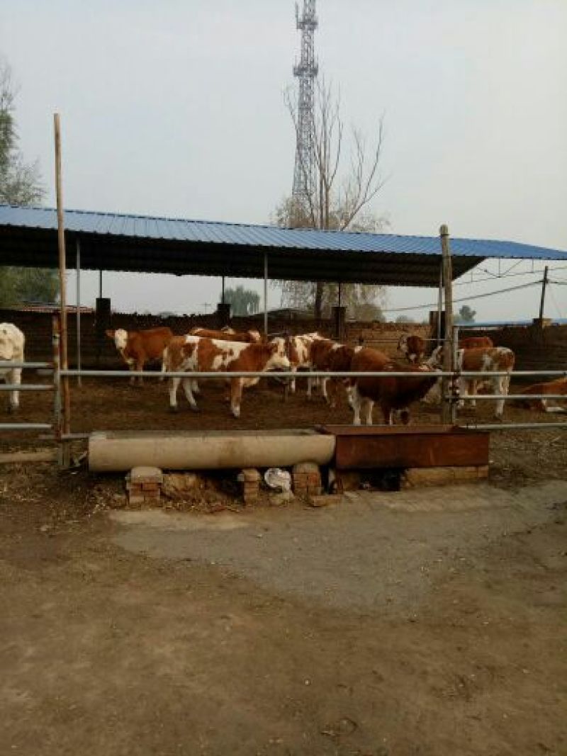 肉牛200斤以下