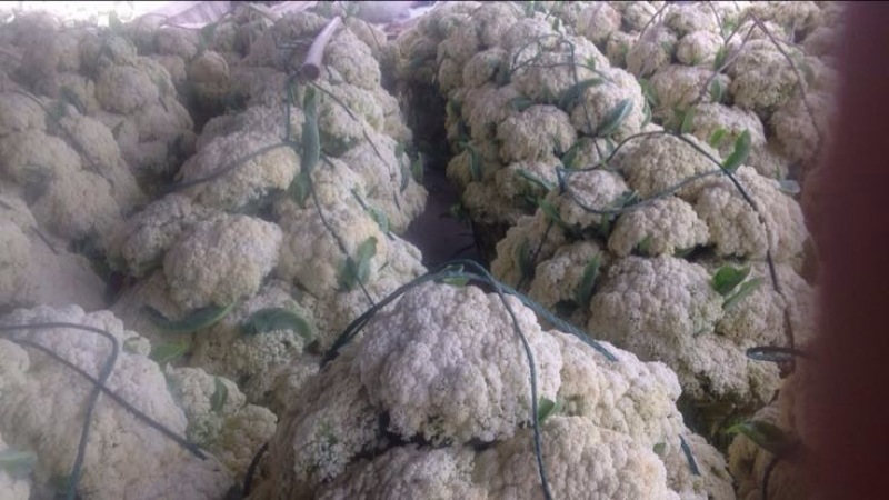 松花菜多品种大量供应！本合作社散装带套装箱配套冷库