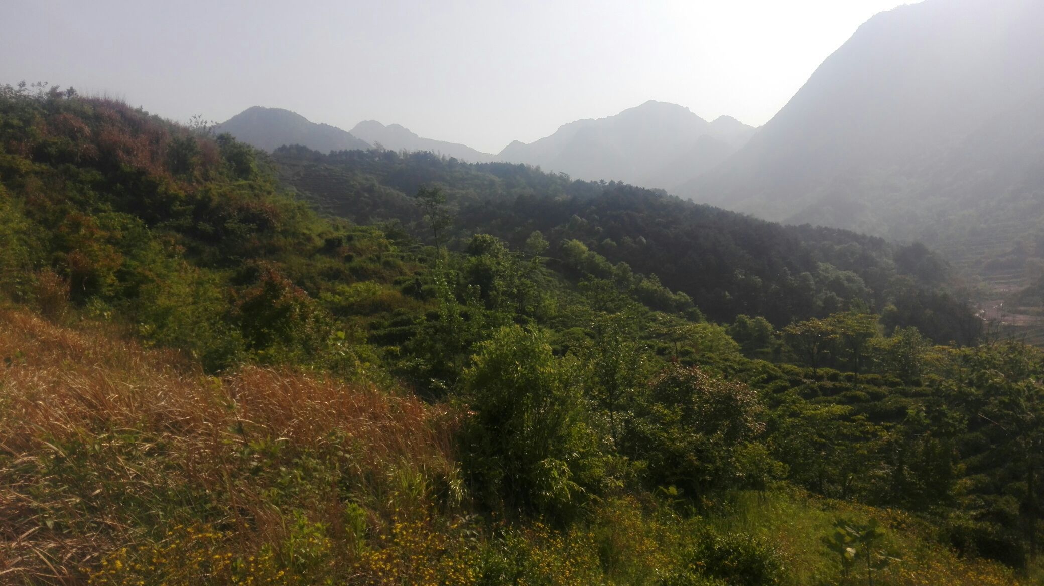 茶叶河南信阳市商城县_批发_供应-一亩田农业