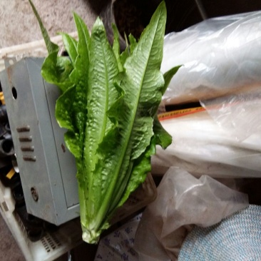 油麦菜30~35厘米以上