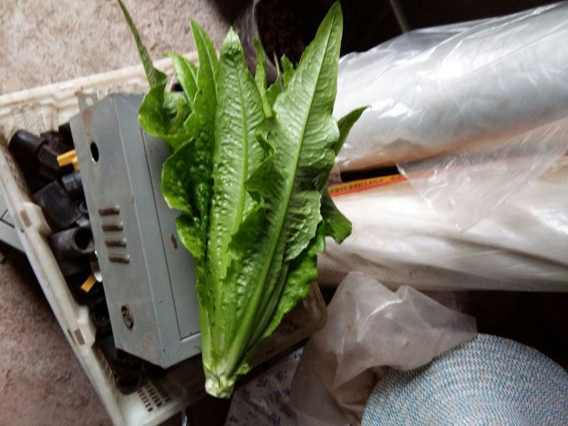 油麦菜30~35厘米以上