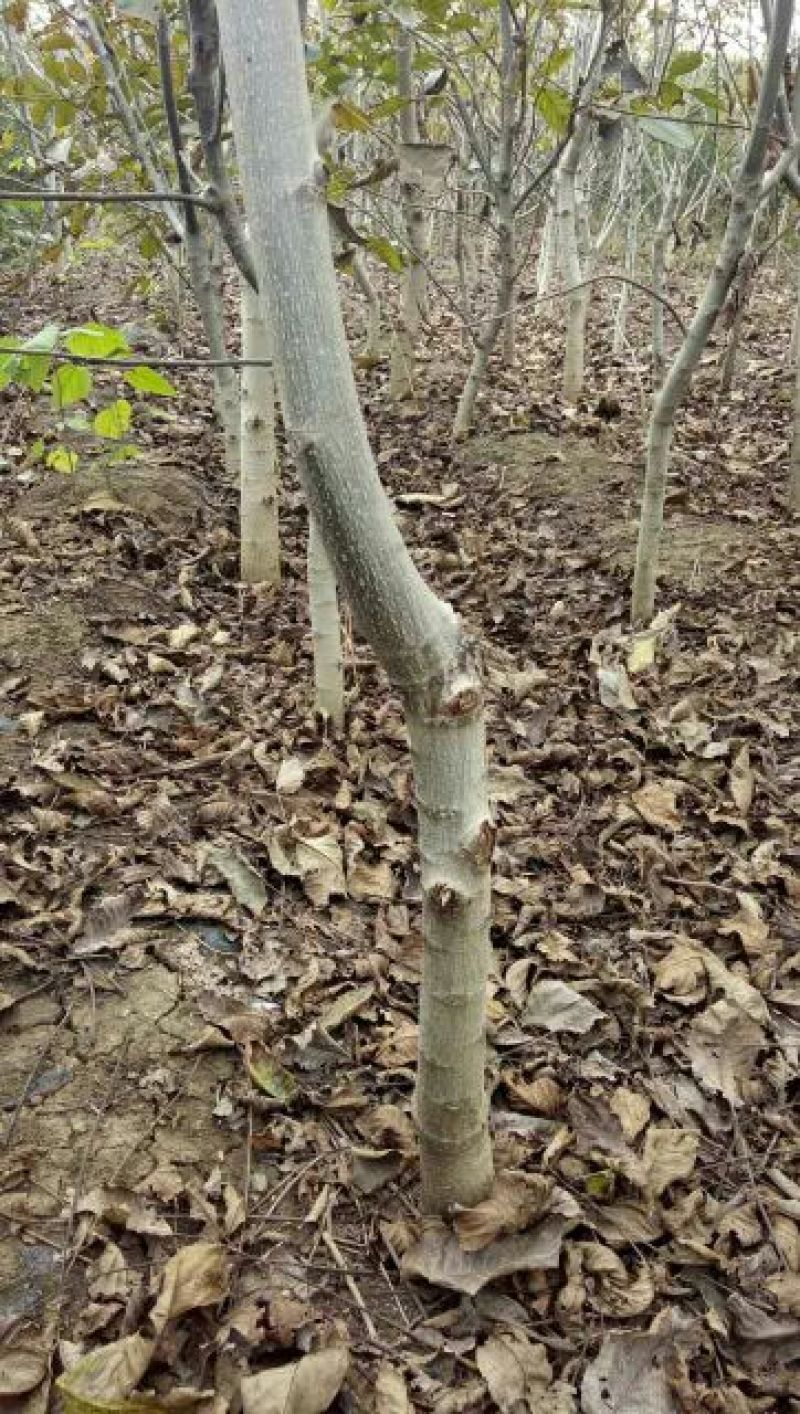香玲核桃去皮干