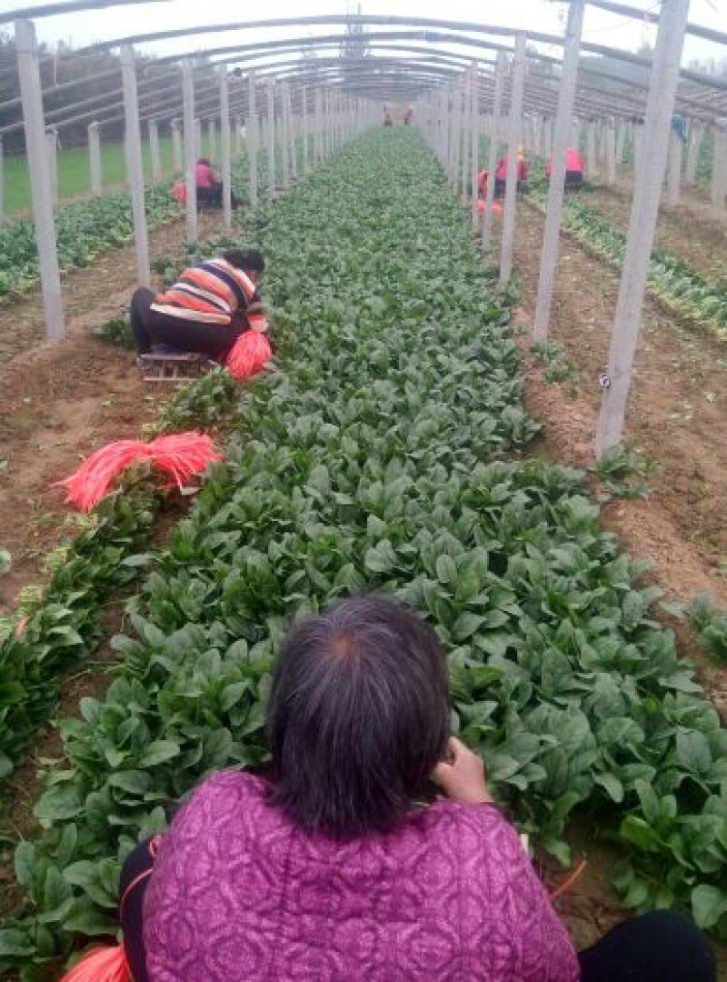 越冬菠菜25~30厘米