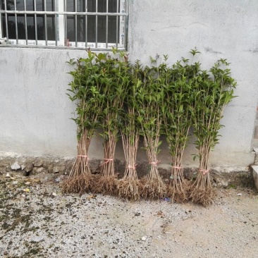 香缘桂花苗木专业合作社金桂树苗