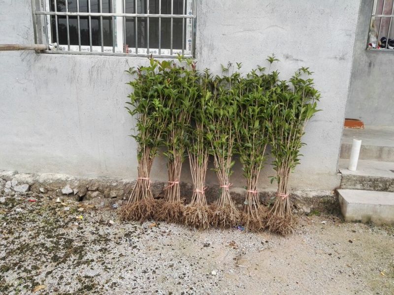 香缘桂花苗木专业合作社金桂树苗