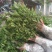 丹桂苗20~30cm