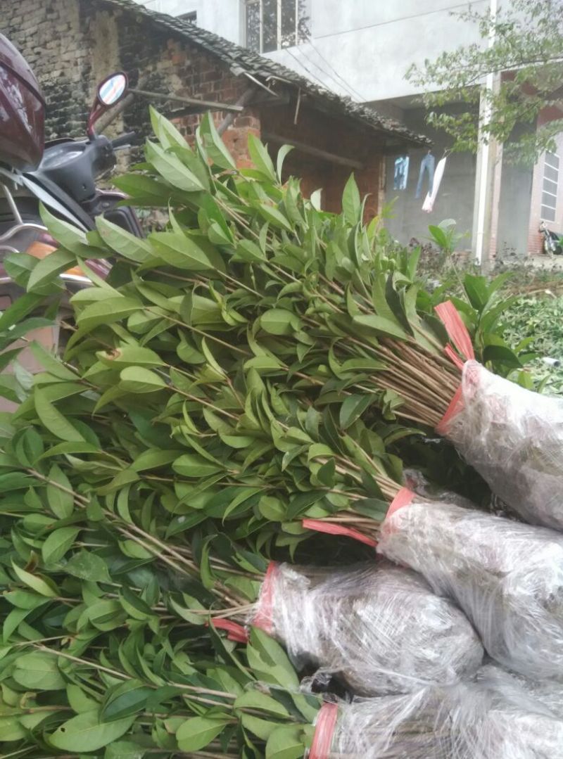 丹桂苗20~30cm