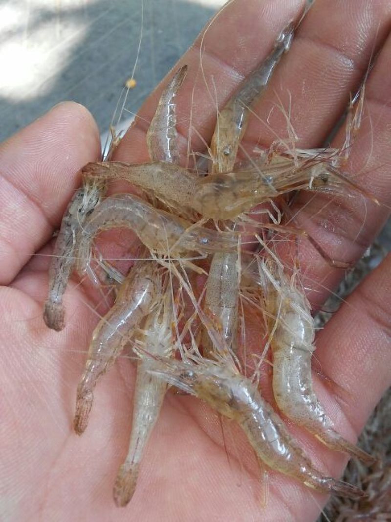 河虾冰鲜虾26~30只/kg