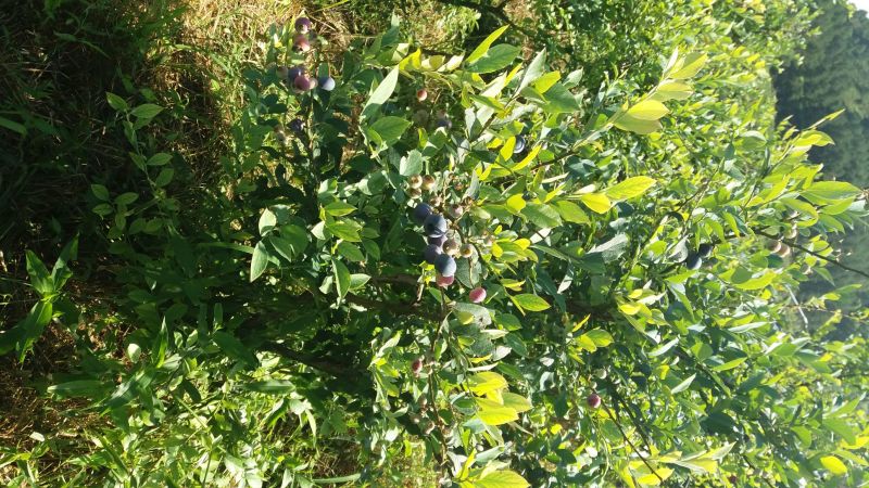 兔眼蓝莓鲜果12~14mm以上