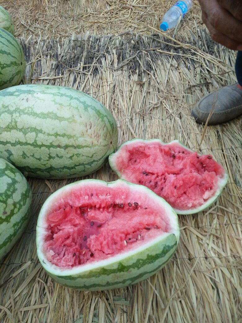 江苏徐州市邳州市金城5号西瓜 8斤打底 9成熟