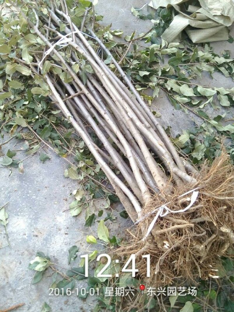 红富士苹果树苗80cm以上