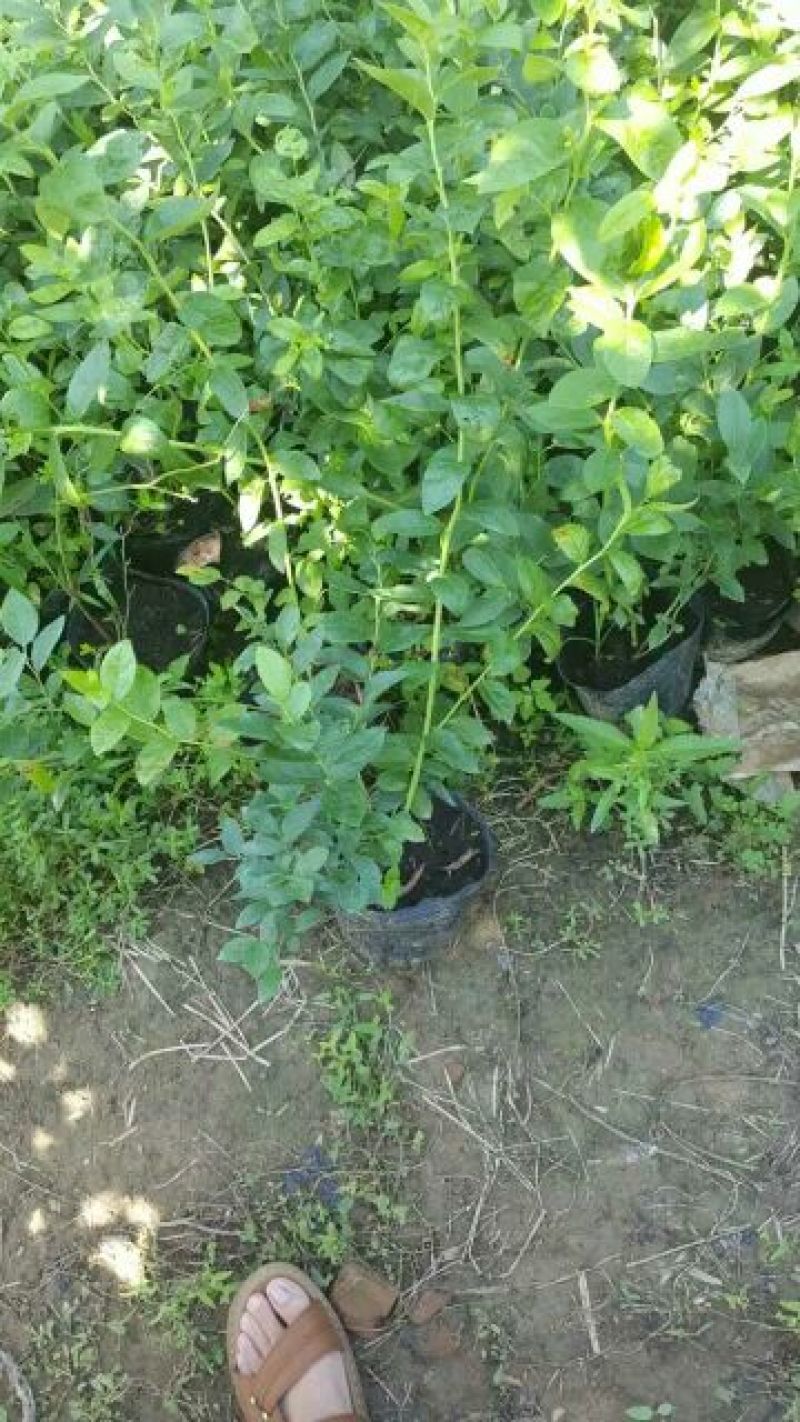 蓝莓苗0.5~1年50~80cm