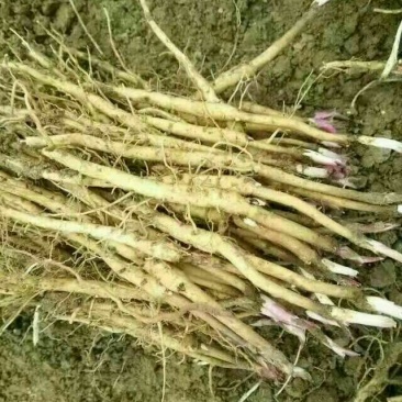 油牡丹苗10cm以下1-5年苗