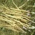 油牡丹苗10cm以下1-5年苗
