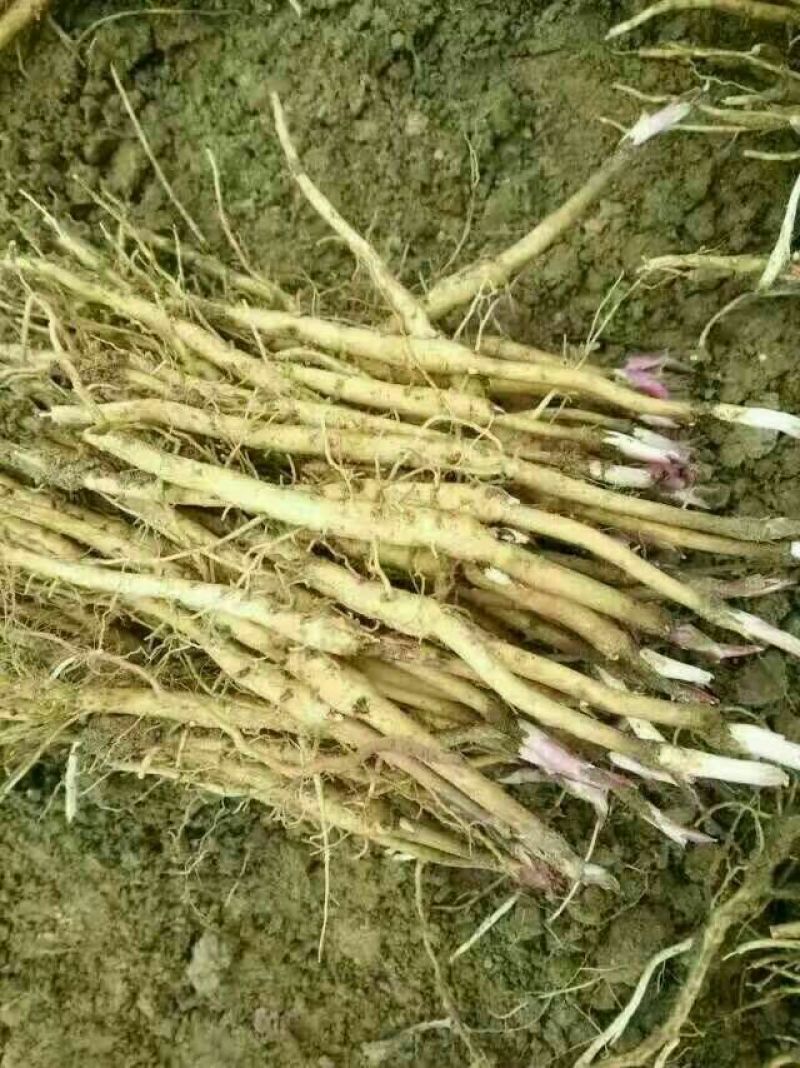 油牡丹苗10cm以下1-5年苗
