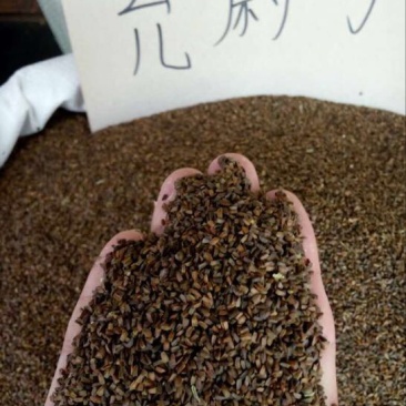 茺蔚子