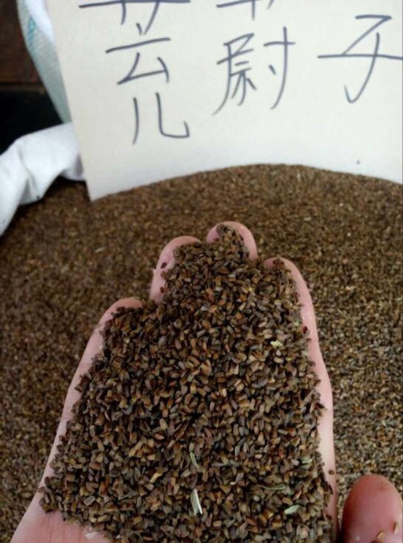 茺蔚子