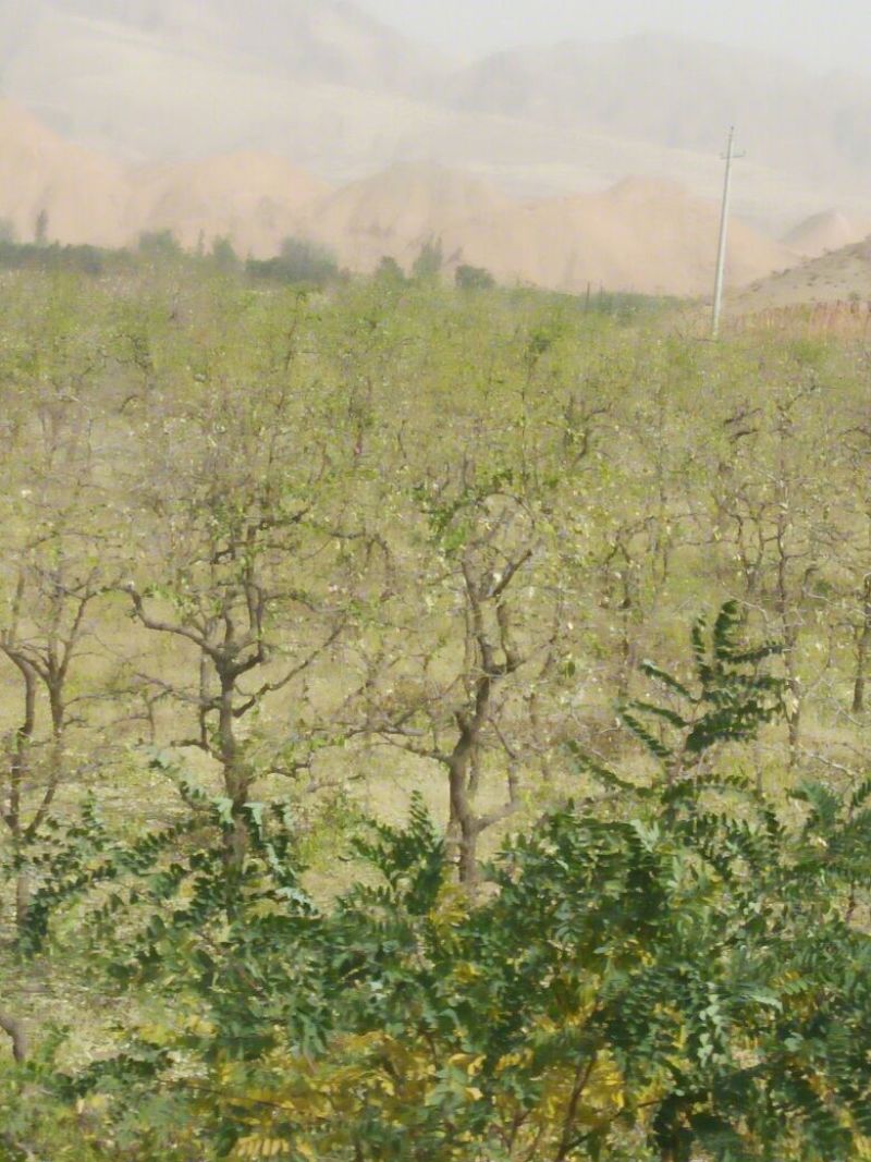 枣树8~10cm8~10cm