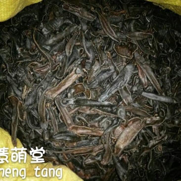 水蛭药用