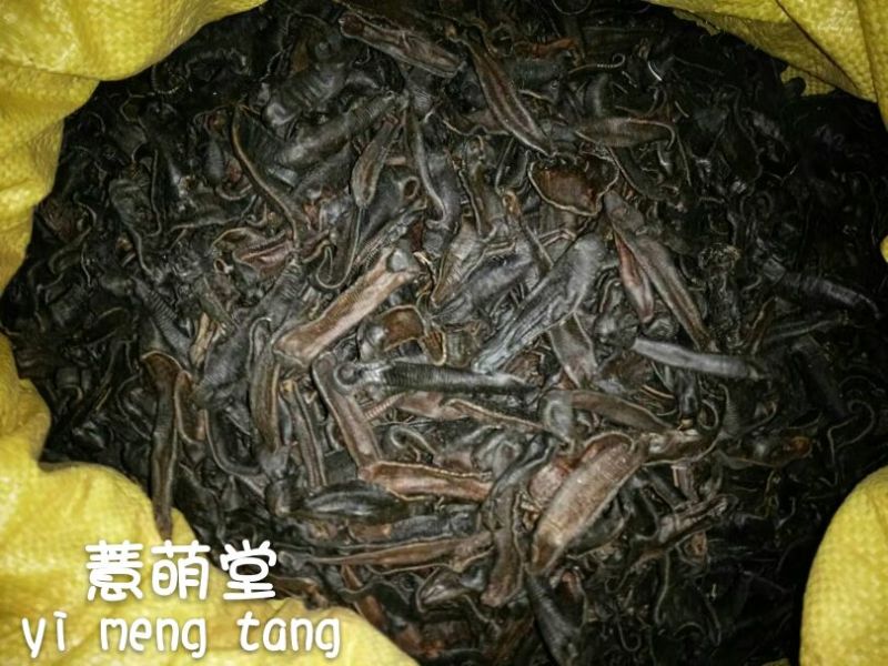 水蛭药用