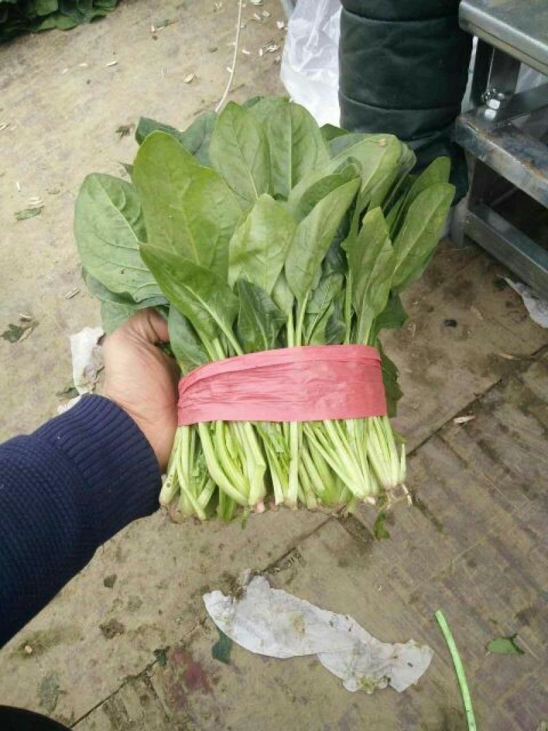 菠菜15~20厘米