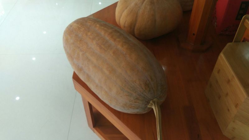 老南瓜4~5斤以上长条形