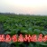 白菜苔15~20厘米可视频，现场看货