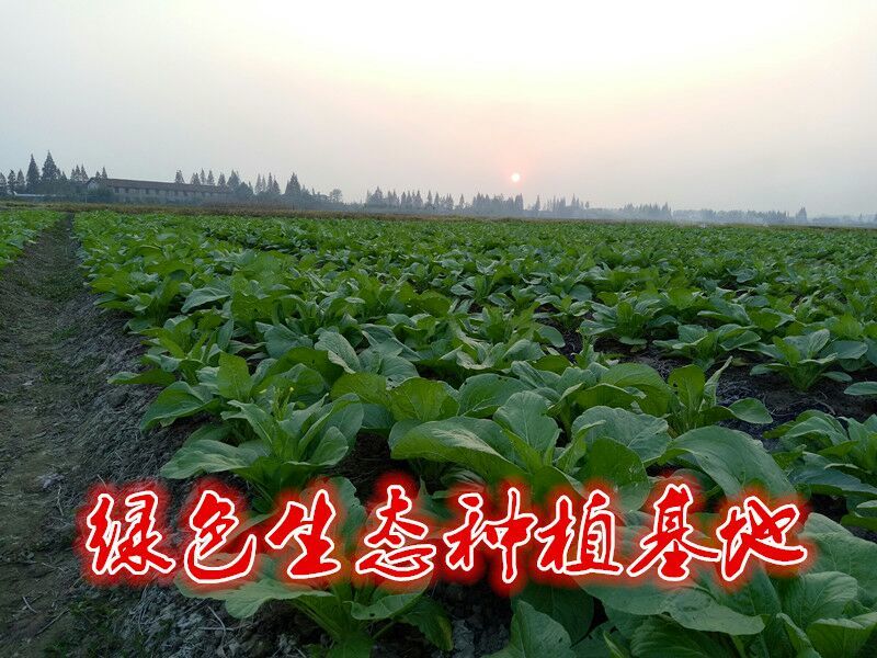 白菜苔15~20厘米可视频，现场看货