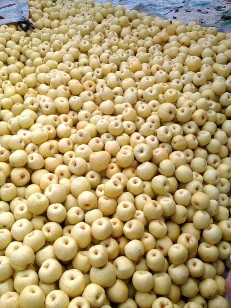 酥梨，250~300g，光果，大上市，万亩产地自销