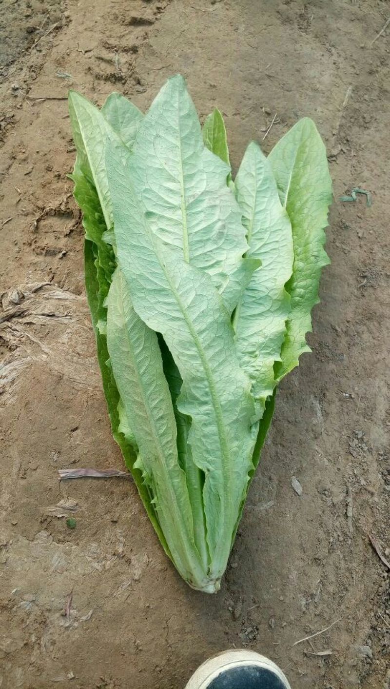 【油麦菜】河北油麦菜大量供应现摘现发可视频看货