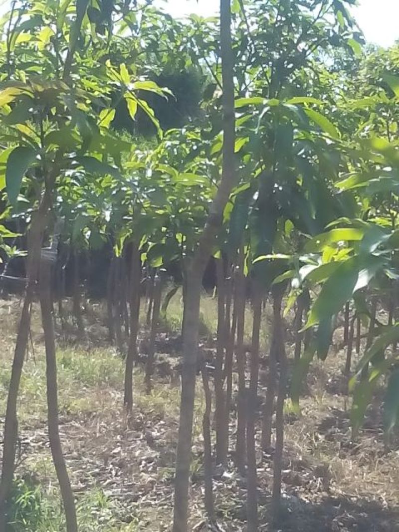 芒果树